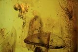 Fossil Spider, Beetle, Fly And Ant Wing In Baltic Amber #109336-4